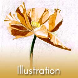 illustration-flower